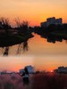 虞美人盛开的花海特色露营场地 商品缩略图1