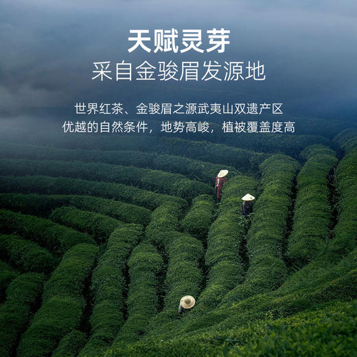 华祥苑-100g雅士特级金骏眉/特级凤凰单丛25罐装 商品图3