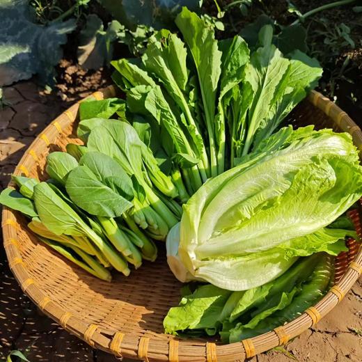 生态河南蔬菜箱（可自选，西蓝花生菜茼蒿胡萝卜等）| 合作生产*ecological salad vegetable box  | Coproduction 商品图1