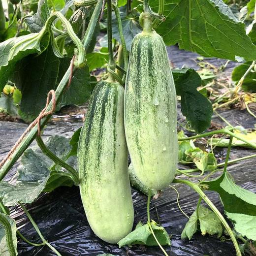 【现摘现发！山东博洋9号甜瓜】饱满脆甜，爽口多汁，脆爽多汁 一口甜到心！61号甜瓜5斤新鲜水果当季羊角蜜大果脆甜香蜜 商品图4