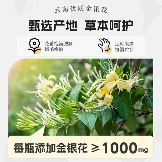 🔥轻上小青甘金银花凉茶植物饮料245ml*10瓶 商品图2