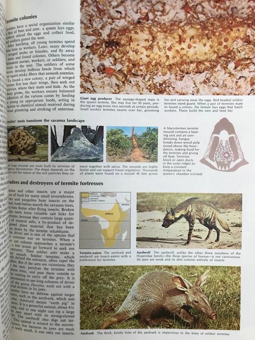 迷人的动物世界 数千幅插图 精装大16开 商品图13