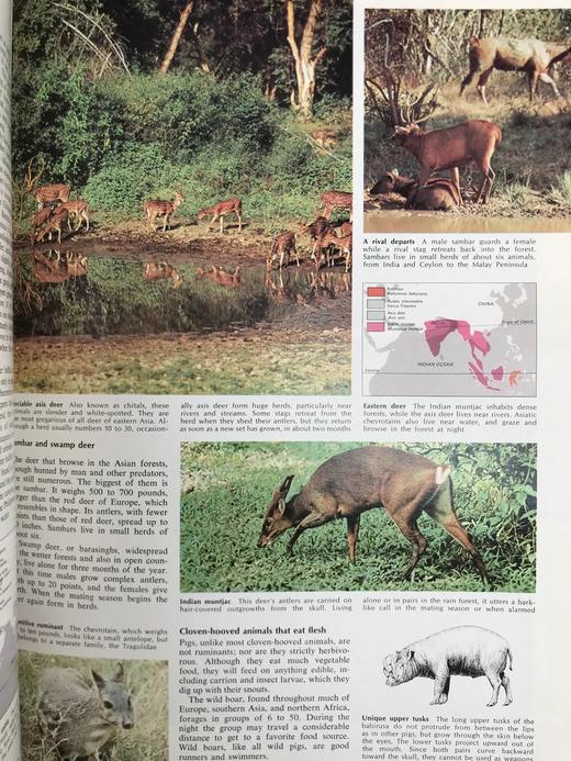 迷人的动物世界 数千幅插图 精装大16开 商品图9