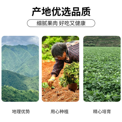 【分销】高山小香薯 2500克/箱 商品图4