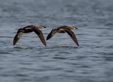 睡在自然·露营初体验+观鸟活动 商品图9