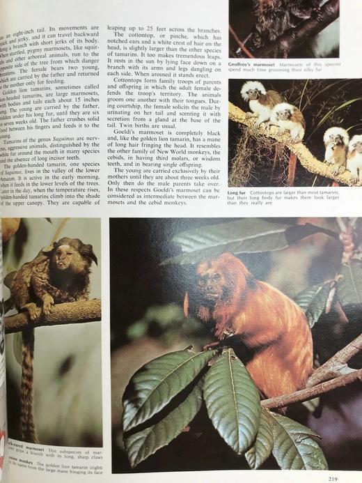 迷人的动物世界 数千幅插图 精装大16开 商品图5