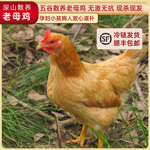 【原生态散养土鸡】跑山健身鸡 散养在生态高山竹林中  纯粮喂养的公鸡母鸡 净重2.3-3.2斤/只 商品图1