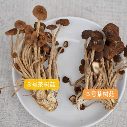 大促活动||江西广昌 茶树菇双拼 精选头茬 新鲜上市 汤鲜味美 爆炒厚实有嚼劲 菇冒厚 不开伞 菇柄脆 商品图1