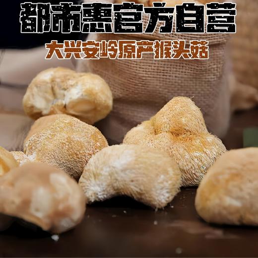 热销【都市惠定制】大兴安岭猴头菇 商品图1