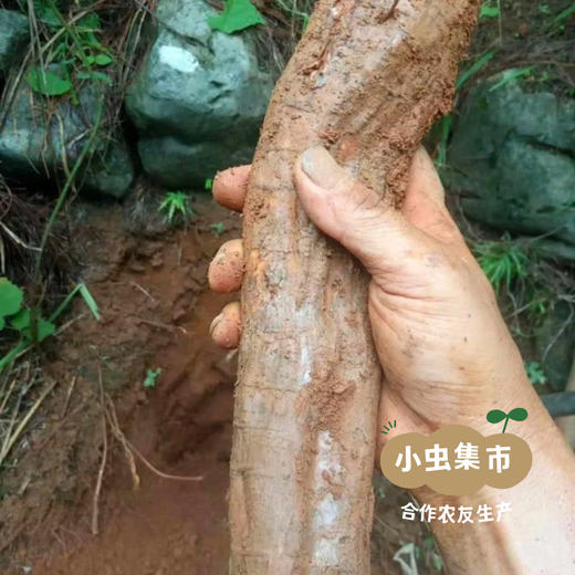 野生葛根粉 250g/罐 | 合作农友生产，产自连南瑶族自治县，生产者：张运东 &【公平贸易农人定价】 商品图5