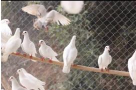 富硒鸽子*2 商品图2