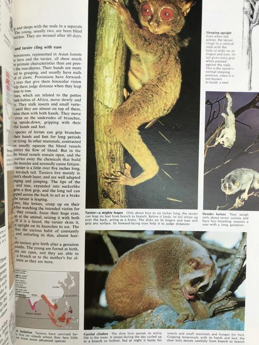 迷人的动物世界 数千幅插图 精装大16开 商品图10