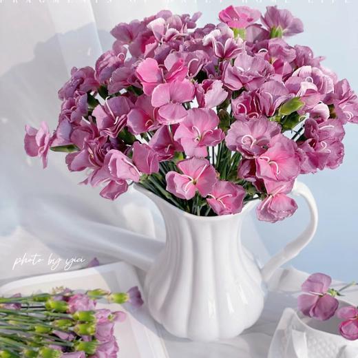 花友专享 | 娑罗蜜儿康乃馨-紫色系-布诺 10枝 商品图0
