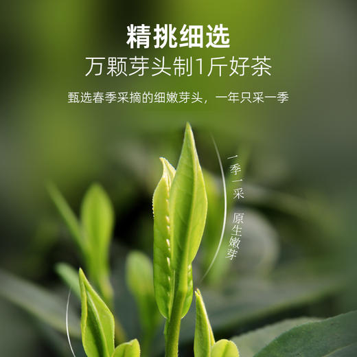 华祥苑-100g雅士特级金骏眉/特级凤凰单丛25罐装 商品图4