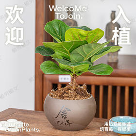 茶室书桌绿植来啦！