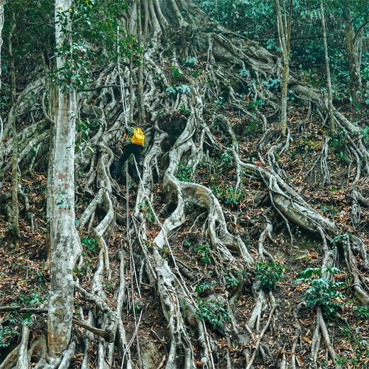 云南 | 版纳基诺山雨林徒步1日游，西双版纳热带雨林/超爽高空秋千/热带神奇动植物/雨林野餐美食/雨林奇观/千年榕树攀爬/基诺民俗文化体验 商品图9