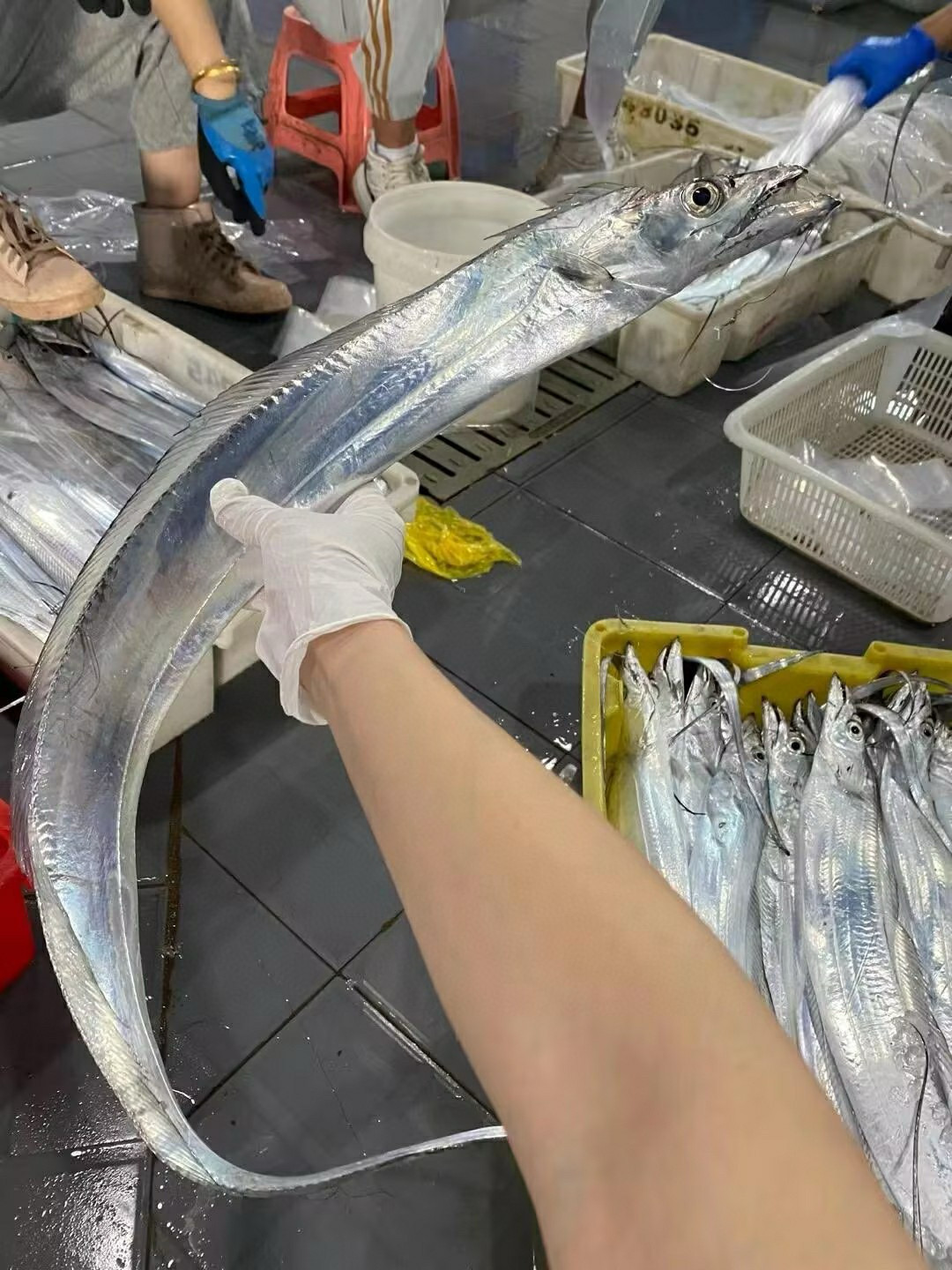 xm【纯海钓】整条大带鱼 🎁 抢抢抢！！！渔港直供海钓带鱼王 刺少肉嫩·清蒸红烧皆宜 活冻冷链