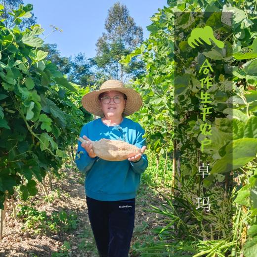 生态葛根粉 | 合作生产*Eco-kudzuvine root powder | Coproduction 商品图1