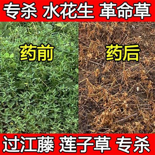 防治顽固水花生套餐三合一1桶水 一年生阔叶杂草烂根死根型除草剂 商品图3