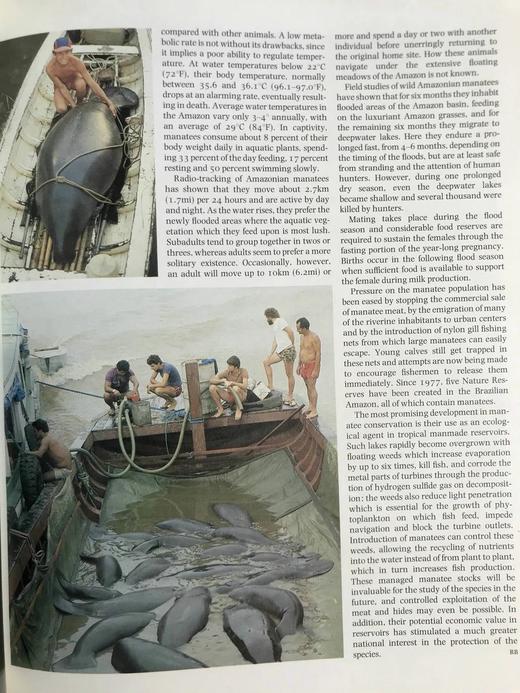 哺乳动物百科全书（1999） 800幅彩色插图 精装16开 商品图7