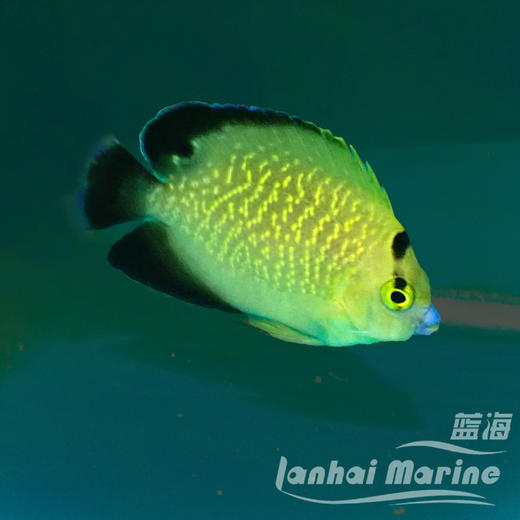 黄金火花 商品图5