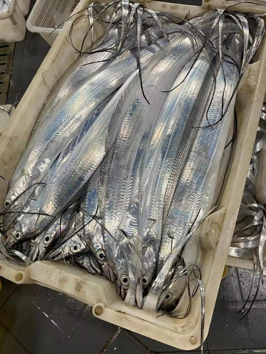 xm【纯海钓】整条大带鱼 🎁 抢抢抢！！！渔港直供海钓带鱼王 刺少肉嫩·清蒸红烧皆宜 活冻冷链 商品图3