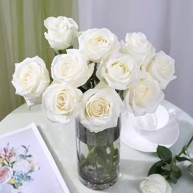 新鲜鲜花  骄傲白玫瑰1束（10支）
