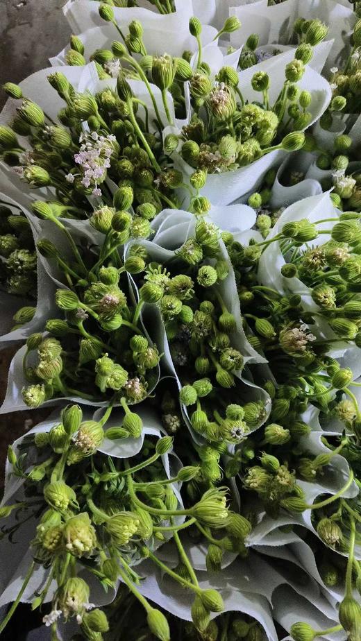 翠珠粉 商品图0