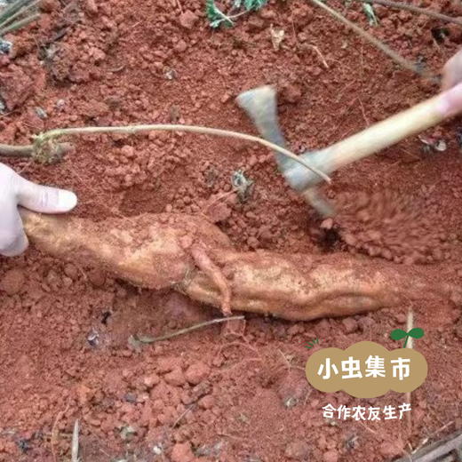 野生葛根粉 250g/罐 | 合作农友生产，产自连南瑶族自治县，生产者：张运东 &【公平贸易农人定价】 商品图6