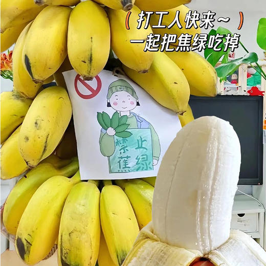 好玩好吃好看香蕉【禁止蕉绿】打工人自己的专属绿植 🌲.神仙工位的新宠!水培芭蕉小胖蕉，没熟之前是绿植 熟了之后是水果！ 商品图3