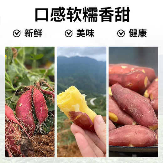 【分销】高山小香薯 2500克/箱 商品图2