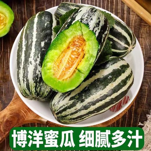 【现摘现发！山东博洋9号甜瓜】饱满脆甜，爽口多汁，脆爽多汁 一口甜到心！61号甜瓜5斤新鲜水果当季羊角蜜大果脆甜香蜜 商品图6