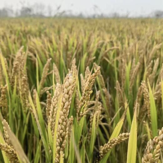 有机胚芽米 商品图4