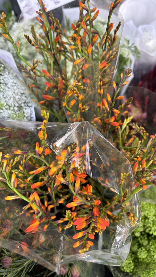 【热烈的情感】火焰兰 约10支/扎 商品图10