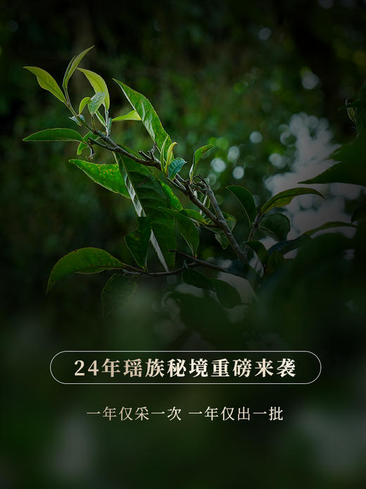 1月22日11点-12点【降价拍】【整提五饼装】【瑶族秘境】全网独一家连续四年全网售罄挑战万元茶的品质茶，一年仅出一款一年仅采一批从不过渡采摘店铺“品质王” 商品图1