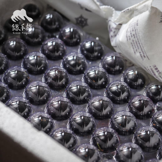 生态嘉宝果 | 合作生产 * Ecological Jabuticabar | Coproduction 商品图5