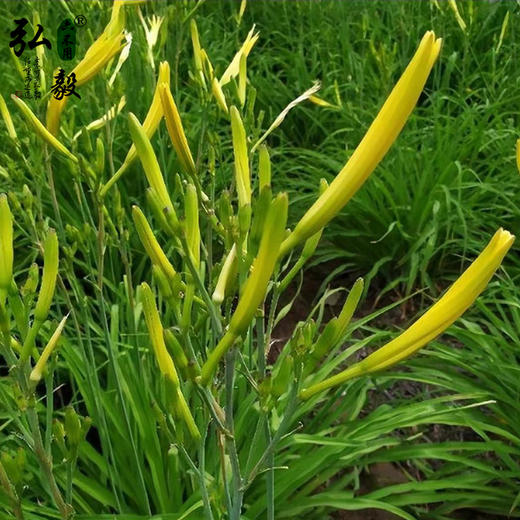 【弘毅六不用生态农场】六不用黄花菜 150克/份 商品图2