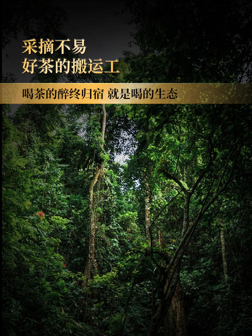 1月22日11点-12点【降价拍】【整提五饼装】【瑶族秘境】全网独一家连续四年全网售罄挑战万元茶的品质茶，一年仅出一款一年仅采一批从不过渡采摘店铺“品质王” 商品图4