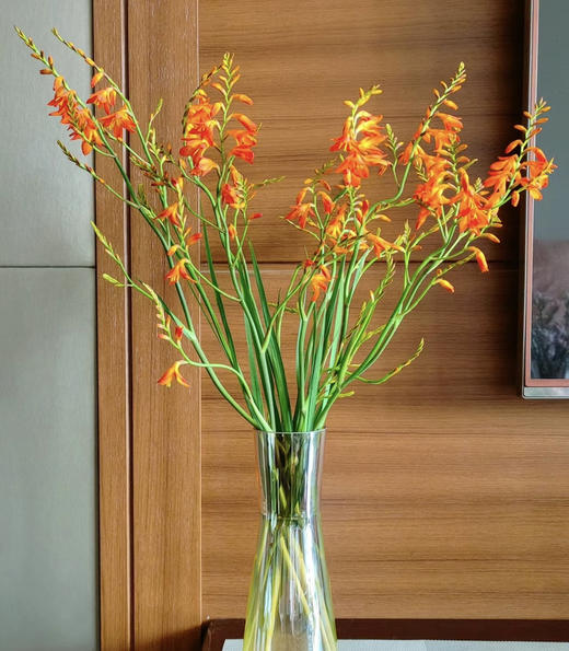 【热烈的情感】火焰兰 约10支/扎 商品图2