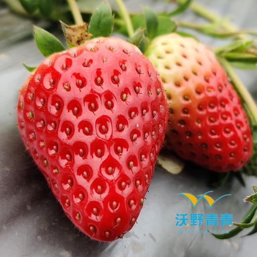 冻干草莓  30g/袋 商品图5