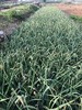 【助农】新鲜蒜苔//酵素零污染村庄东沁阳种植 商品缩略图2