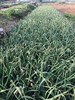 【助农】新鲜包菜//酵素零污染村庄东沁阳种植 商品缩略图12