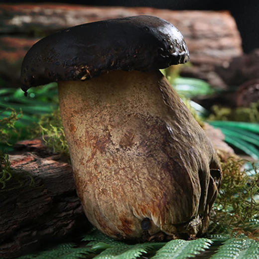 黑牛肝菌  仿野生种植  菌肉肥厚   肉质软嫩   菌味浓郁  鲜嫩爽滑  口感酷似牛肝鲜香四溢    炒肉炖汤 火锅皆可 商品图1