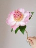 精品稀有小众芍药花窃窃私语5支 商品缩略图4