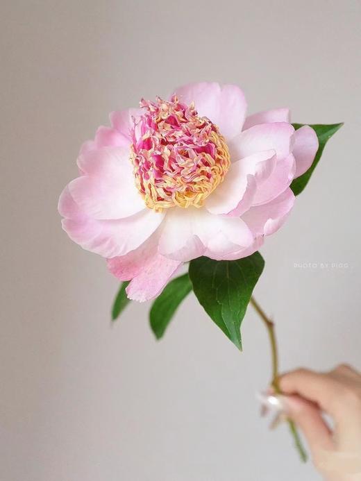精品稀有小众芍药花窃窃私语5支 商品图4