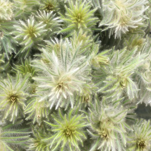 金鹅绒 商品图0