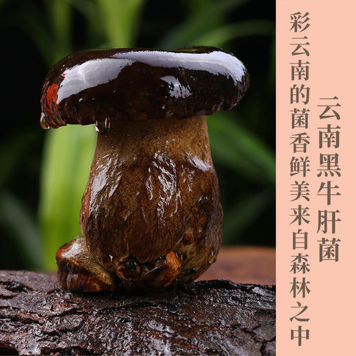 黑牛肝菌  仿野生种植  菌肉肥厚   肉质软嫩   菌味浓郁  鲜嫩爽滑  口感酷似牛肝鲜香四溢    炒肉炖汤 火锅皆可 商品图0