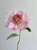 精品稀有小众芍药花窃窃私语5支 商品缩略图3