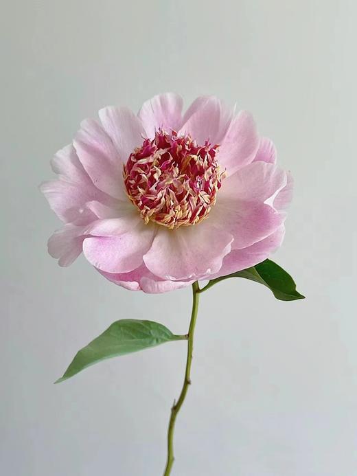 精品稀有小众芍药花窃窃私语5支 商品图3