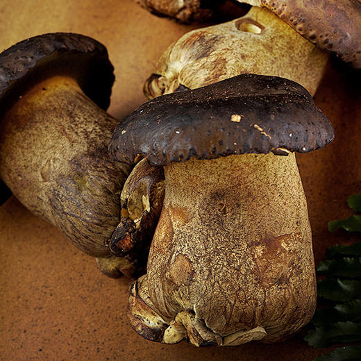 黑牛肝菌  仿野生种植  菌肉肥厚   肉质软嫩   菌味浓郁  鲜嫩爽滑  口感酷似牛肝鲜香四溢    炒肉炖汤 火锅皆可 商品图2